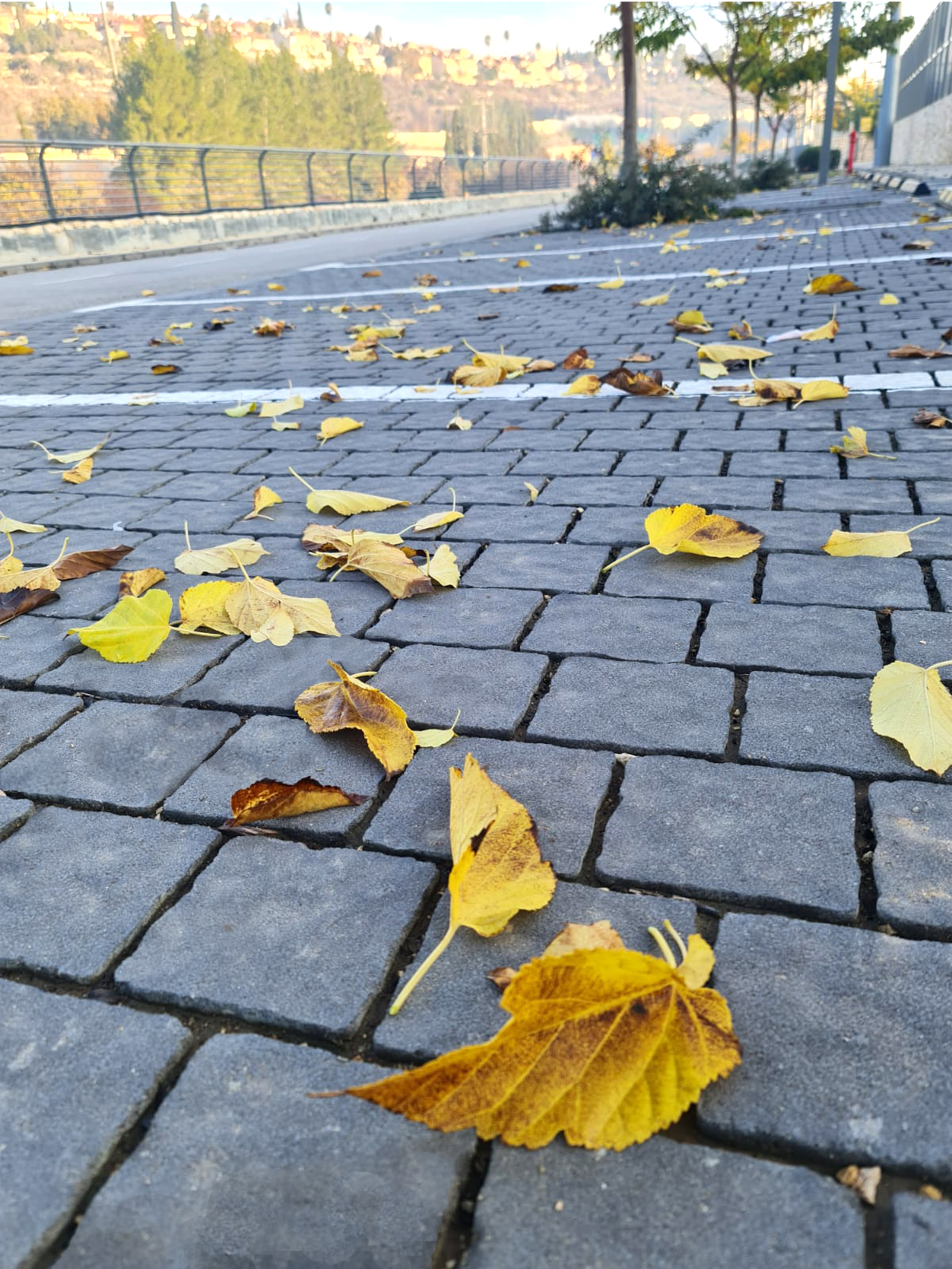 אקרשטיין – מובילים לעתיד ירוק יותר